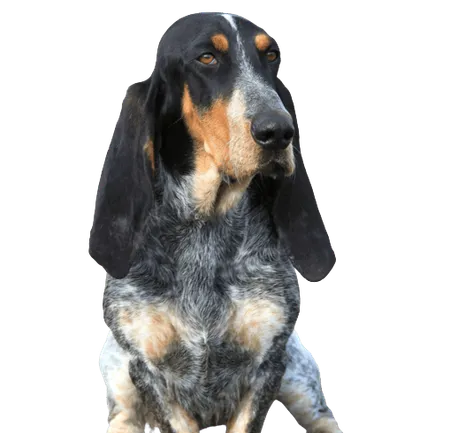 Bild für Basset Bleu de Gascogne