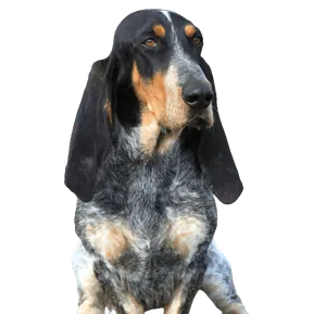 Basset Bleu de Gascogne