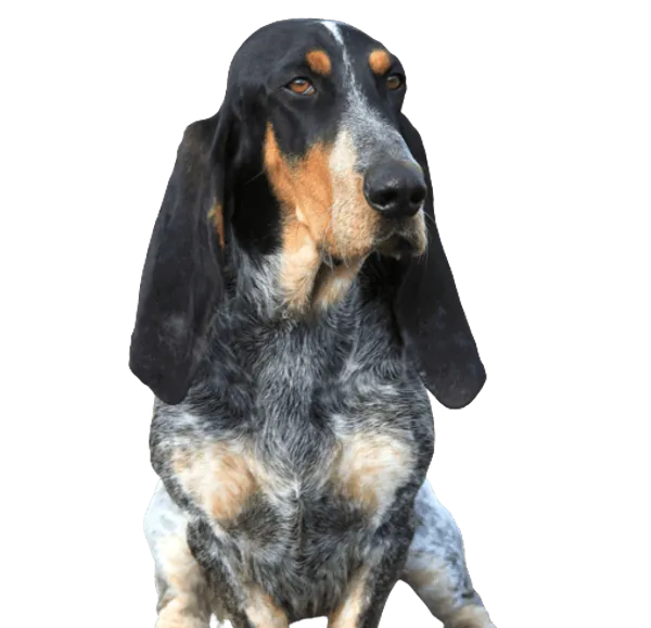 Basset Bleu de Gascogne Bild