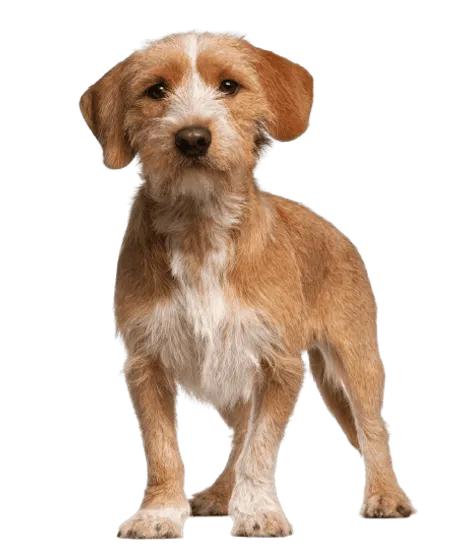 Basset Fauve de Bretagne