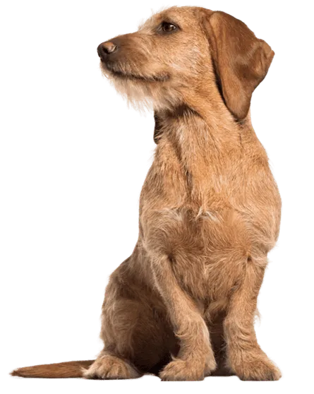 Basset Fauve de Bretagne