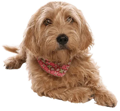 Basset Fauve de Bretagne