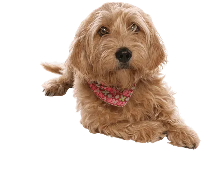 Basset Fauve de Bretagne