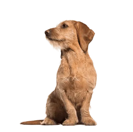 Basset Fauve de Bretagne