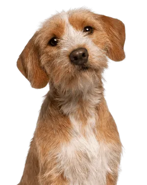 Basset fauve de Bretagne