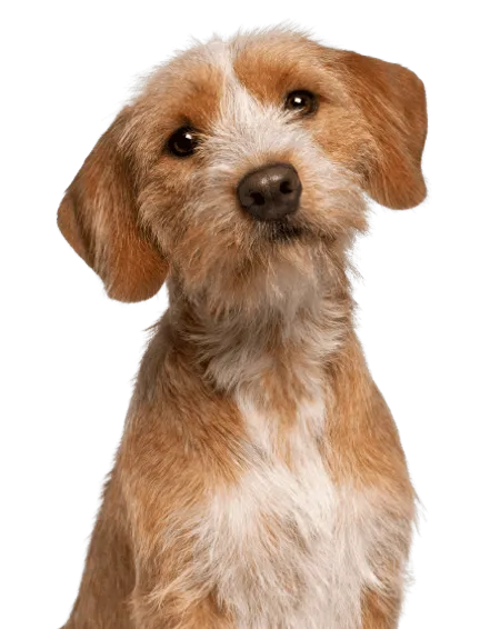 Bild für Basset fauve de Bretagne