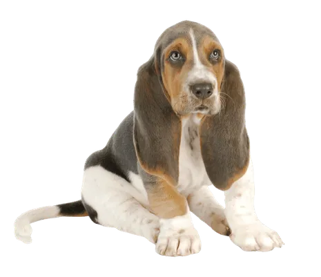 Basset Hound (7)