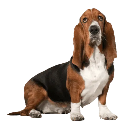 Basset Hound (1)