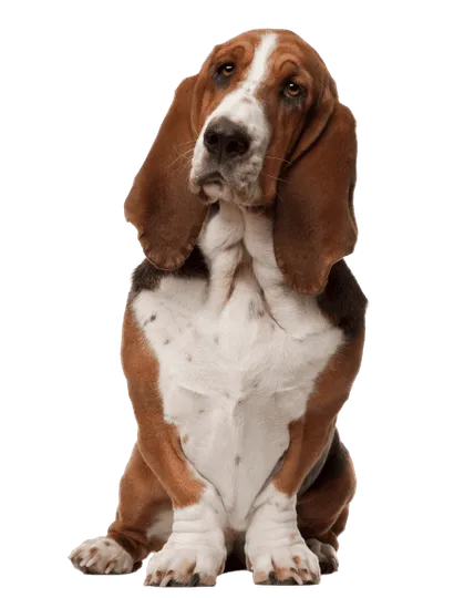Basset Hound Profile