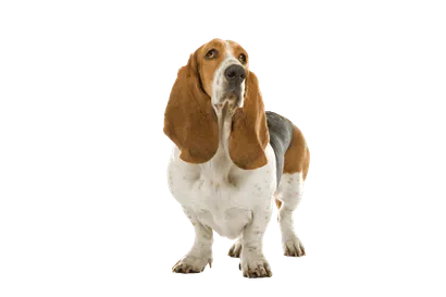 Basset Hound (4)