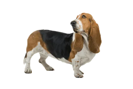 Basset Hound (3)