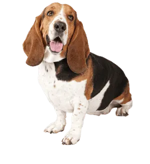 Basset Hound