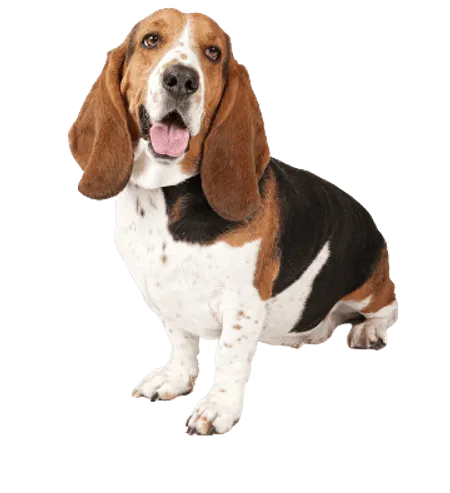 Basset Hound
