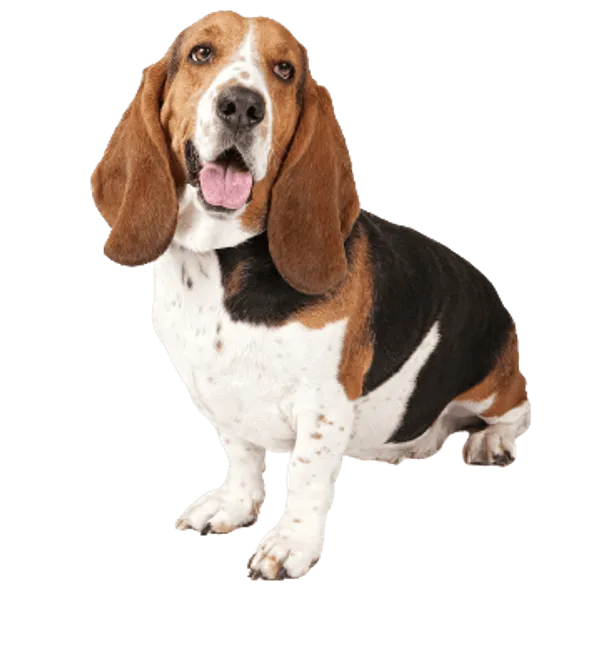 Basset Hound