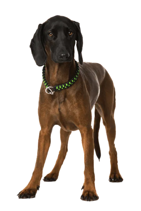 Bayerischer Gebirgsschweißhund (6)