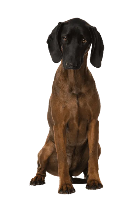 Bayerischer Gebirgsschweißhund