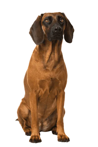 Bayerischer Gebirgsschweißhund (5)