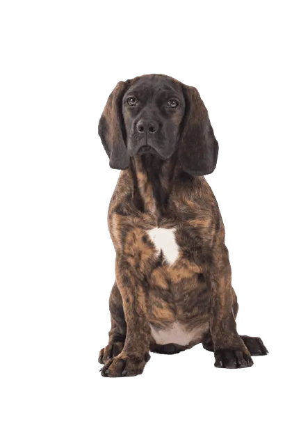 Bayerischer Gebirgsschweißhund (4)