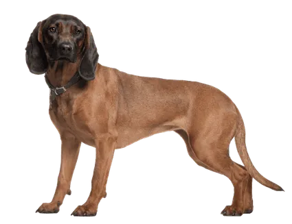 Bayerischer Gebirgsschweißhund (3)