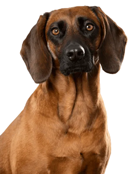 Bayerischer Gebirgsschweißhund