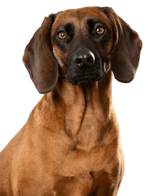 Bayerischer Gebirgsschweißhund