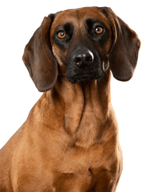 Bayerischer Gebirgsschweißhund