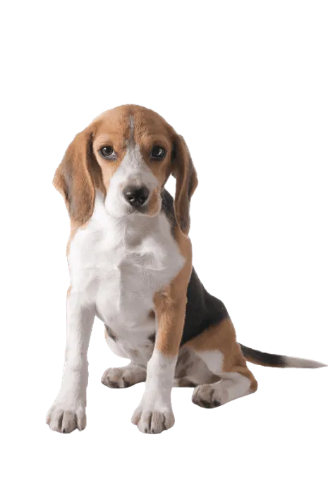Beagle Puppy