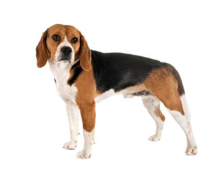 Beagle (1)