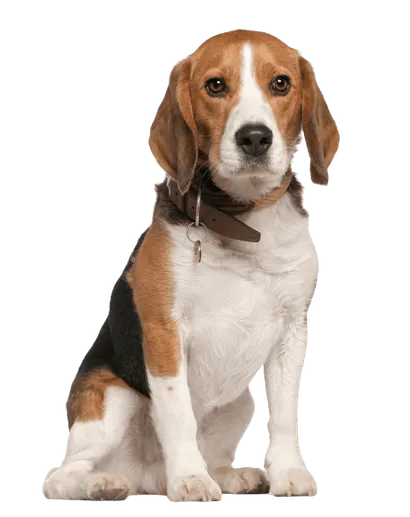Beagle (3)