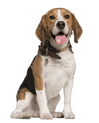 Beagle (2)