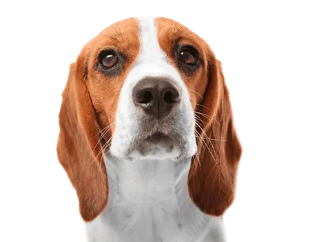 Bild für Beagle
