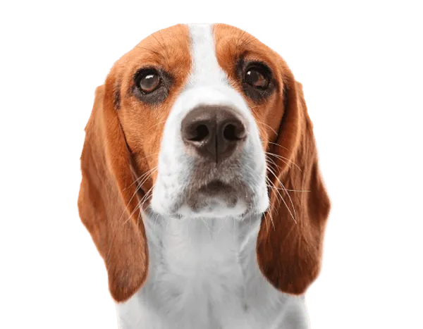 Beagle Bild