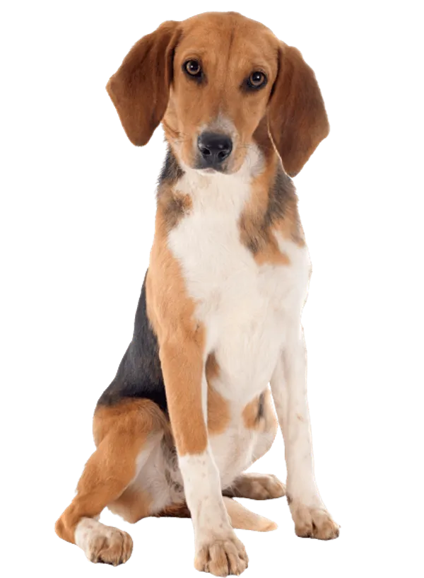Beagle-Harrier Bild