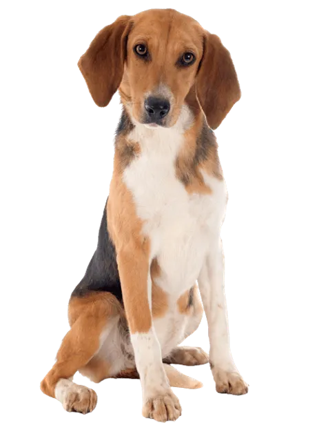 Bild für Beagle-Harrier