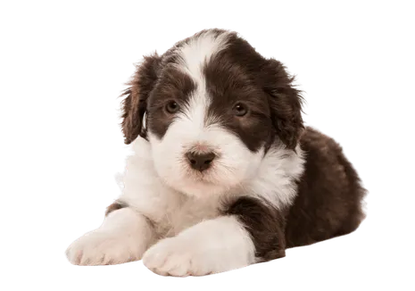 Bearded Collie Puppy