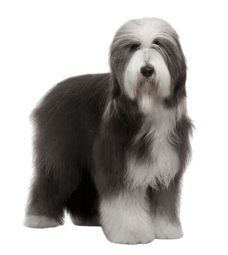 Bearded Collie 3