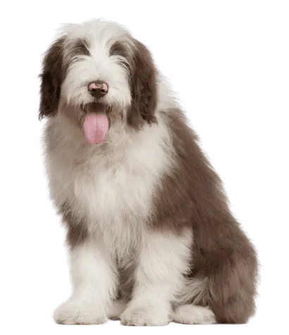 Bearded Collie Profile