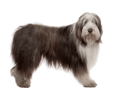 Bearded Collie 5