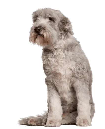 Bearded Collie