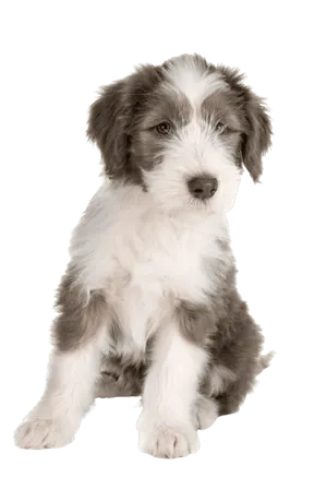 Bearded Collie
