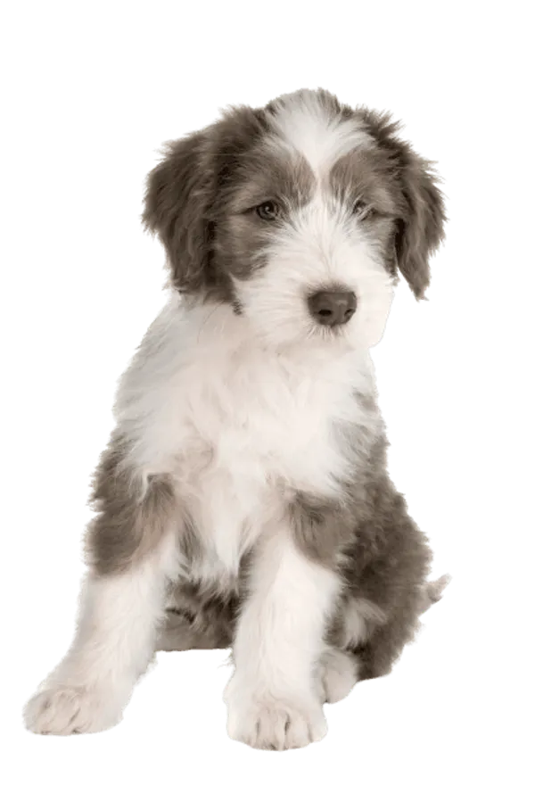 Bearded Collie Bild