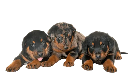 Beauceron