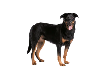 Beauceron
