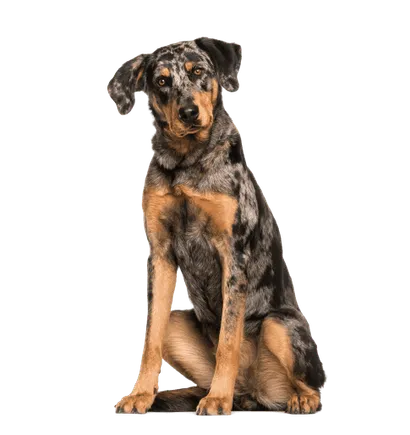Beauceron