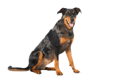 Beauceron
