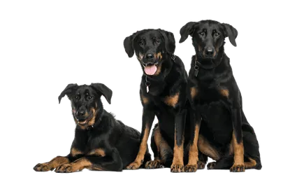 Beauceron
