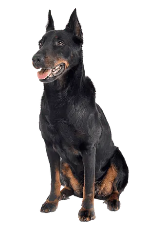 Beauceron