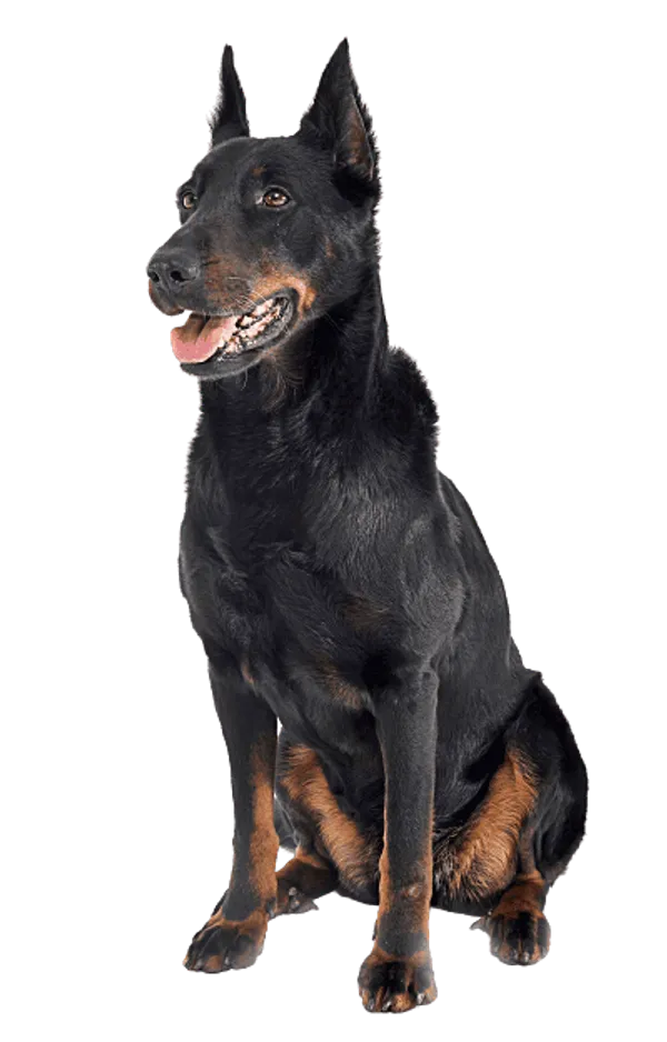 Beauceron