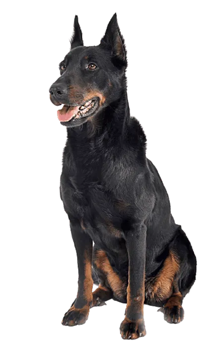 Beauceron