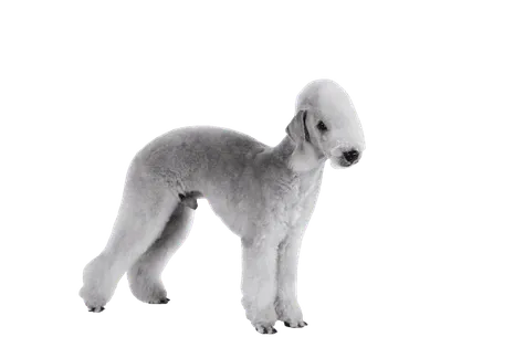 Bedlington Terrier (2)